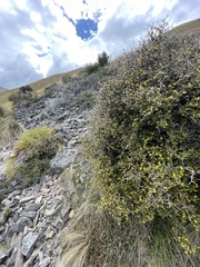 Corokia cotoneaster