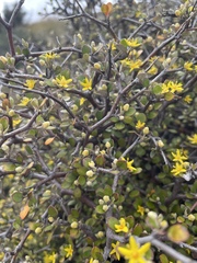 Corokia cotoneaster