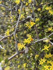 Corokia cotoneaster