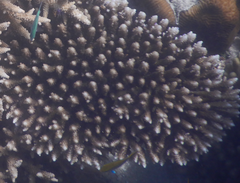 Acropora