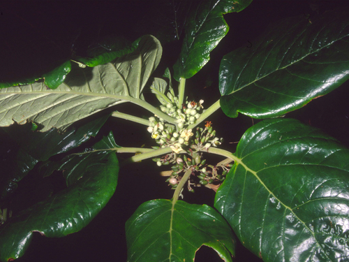 Cyrtandra samoensis observed 2003-06-16