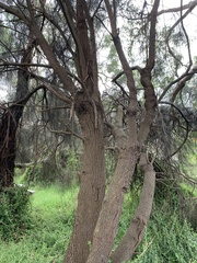 Allocasuarina verticillata
