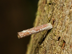 Hemibela