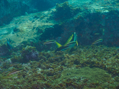 Thalassoma amblycephalus