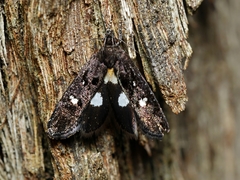 Petalanthes hexastera