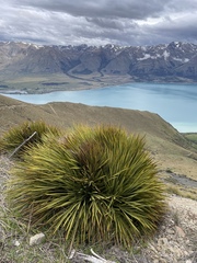 Aciphylla aurea