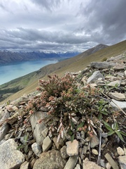 Acrothamnus colensoi