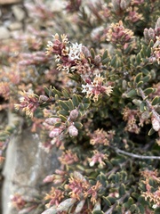 Acrothamnus colensoi
