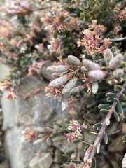 Acrothamnus colensoi