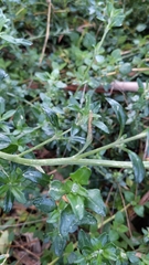 Chenopodium parabolicum