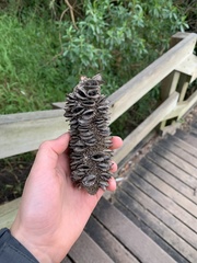 Banksia integrifolia