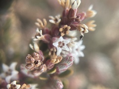 Acrothamnus colensoi