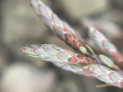 Acrothamnus colensoi