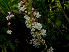 Cuscuta europaea