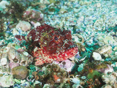 Scorpaena jacksoniensis