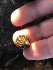 Austrocochlea porcata