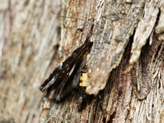 Petalanthes hexastera