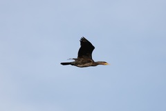 Phalacrocorax carbo hanedae