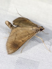 Almonia