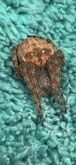 Pararaneus