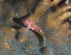 Enneapterygius similis