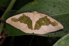 Celenna festivaria