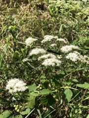 Ageratina altissima