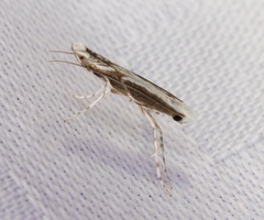 Epicephala lativalvaris