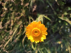 Xerochrysum