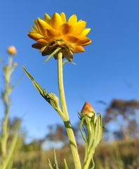 Xerochrysum