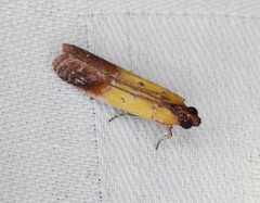 Piesmopoda semilutea