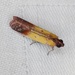 Piesmopoda semilutea - Photo (c) sk2,  זכויות יוצרים חלקיות (CC BY-NC), הועלה על ידי sk2