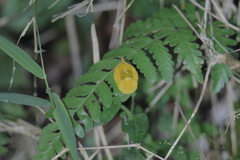 Torenia hirsutissima