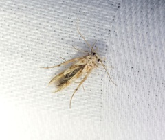 Stathmopoda stimulata