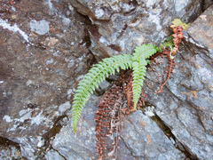 Polystichum nepalense
