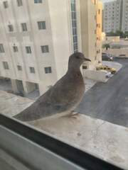 Streptopelia senegalensis