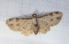 Bosara emarginaria