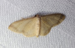 Idaea impexa