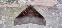 Ischyja manlia