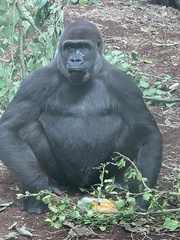 Gorilla gorilla