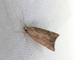 Torodora gemella