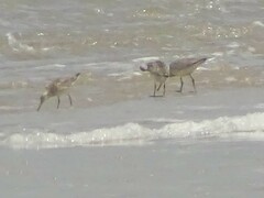 Calidris canutus