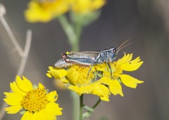 Melanoplus thomasi