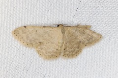 Idaea ptyonopoda