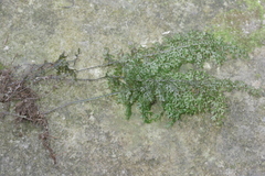 Hymenophyllaceae