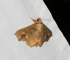 Lopharthrum comprimens