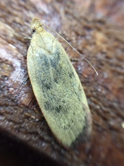 Phaeosaces coarctatella