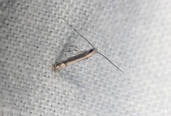 Psydrocercops wisteriae