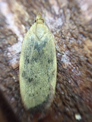 Phaeosaces coarctatella