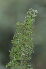 Hymenophyllaceae